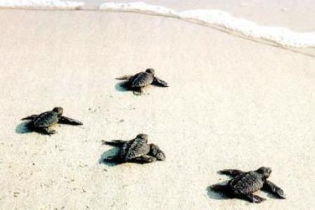 لاک پشت های دریایی کیش لاک پشت های دریایی کیش